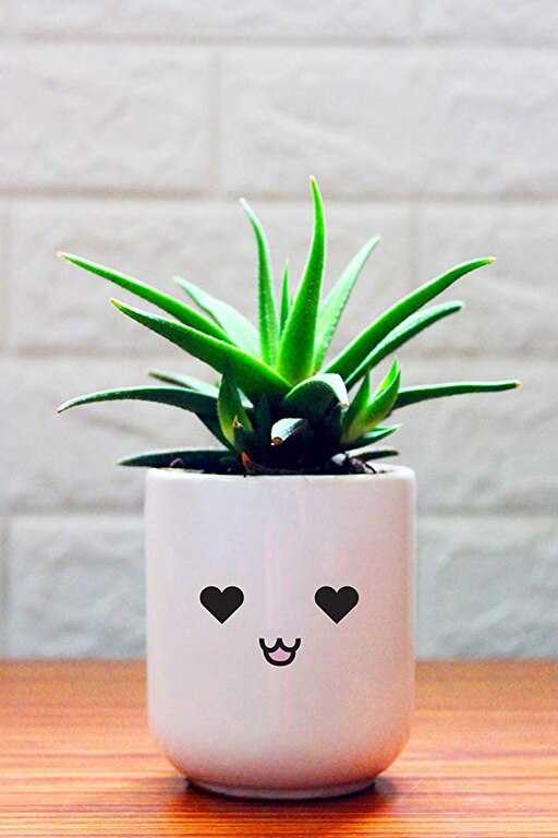 Haworthia Fasciata Succulent Plant In Love Emoji White Ceramic Pot